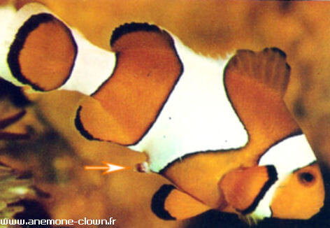Détail sur le tube de ponte, l'oviducte, de la femelle du couple reproducteur Amphiprion ocellaris