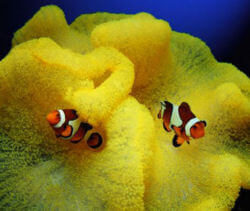 Stichodactyla mertensii jaune avec Amphiprion ocellaris