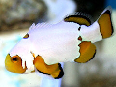 Amphiprion snow flake