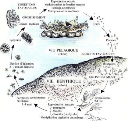 Cycle de vie d'un Cnidaire