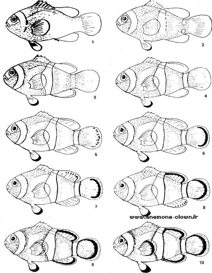 Evolution du patron de coloration des alevins Amphiprion ocellaris
