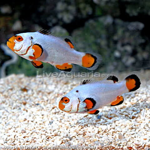 paire amphiprion platinum