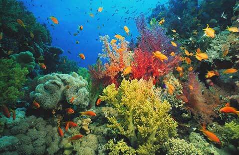 comment demarrer un aquarium d'eau de mer