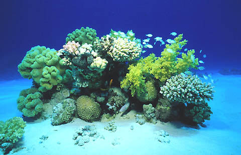 comment demarrer un aquarium marin