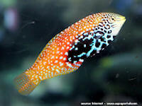 petite photo de Macropharyngodon bipartitus var bipartitus