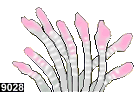 entacmaea quadricolor, forme n° 9018