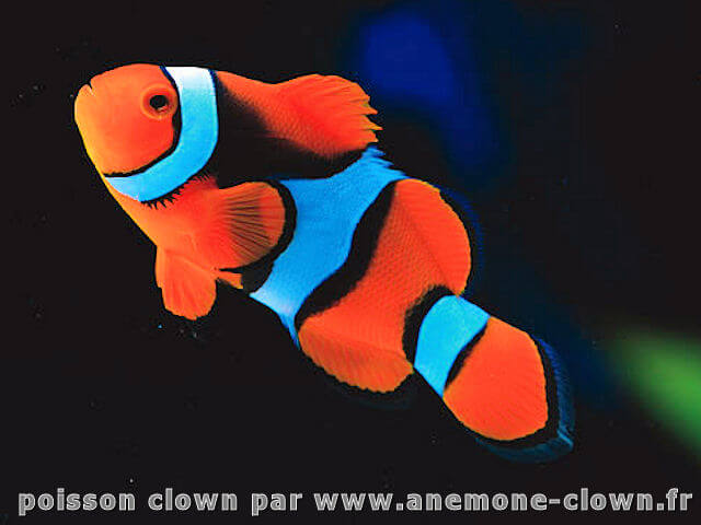 Un poisson clown comme Nemo