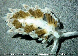 Aeolidiella stephanieae