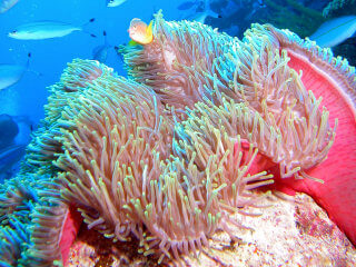 Heteractis magnifica avec Amphiprion akallopisos