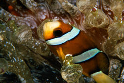 Amphiprion akindynos dans Entacmaea quadricolor transparente