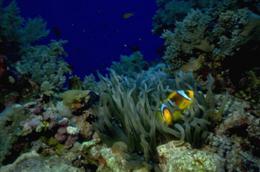 Amphiprion bicinctus dans Heteractis crispa