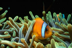 Heteractis magnifica avec Amphiprion bicinctus en Mer Rouge
