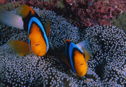 Stichodactyla mertensii avec Amphiprion chrysopterus