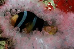 Amphiprion clarkii dans Entacmaea quadricolor en Papouasie