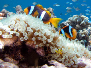 Amphiprion clarkii dans Entacmaea quadricolor