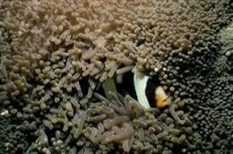 Amphiprion clarkii dans Stichodactyla gigantea en Papouasie