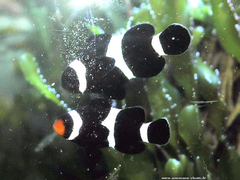 couple d'amphiprion darwini