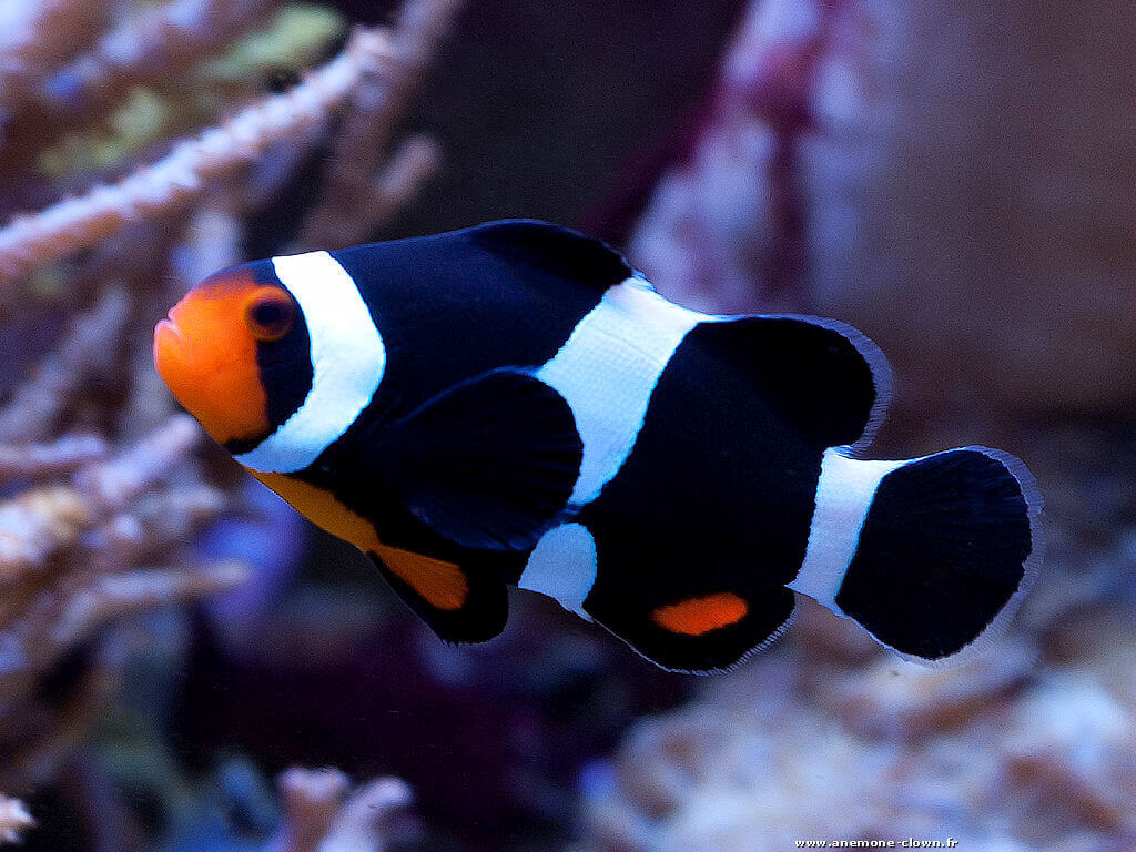 amphiprion darwini black ocellaris