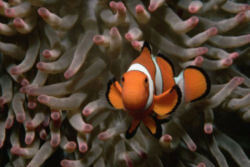 Heteractis magnifica avec Amphiprion ocellaris en Papouasie-Nouvelle-Guinée
