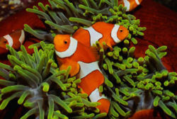 Heteractis magnifica avec Amphiprion ocellaris aux îles Salomon
