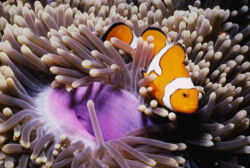 Heteractis magnifica avec Amphiprion ocellaris
