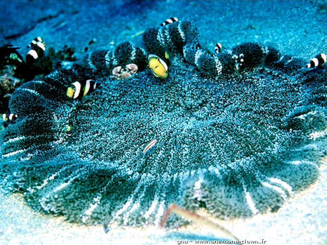 Stichodactyla haddoni avec des poissons clowns Amphiprion sebae