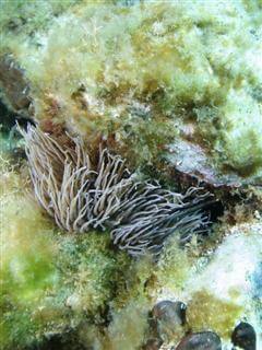 Anemonia viridis