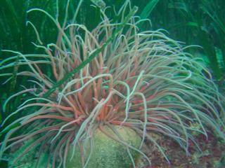 Anemonia sulcata viridis