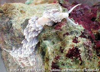 Berghia verrucicornis