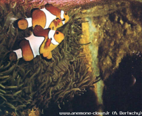 couple reproducteur Amphiprion ocellaris