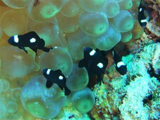 Dascyllus trimaculatus dans une Entacmaea quadricolor