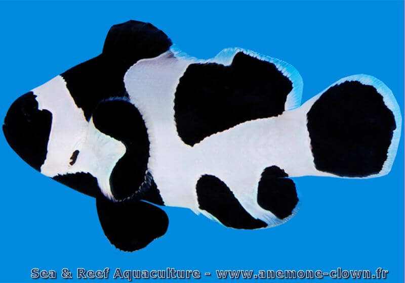 poisson clown Amphiprion Black DaVinci