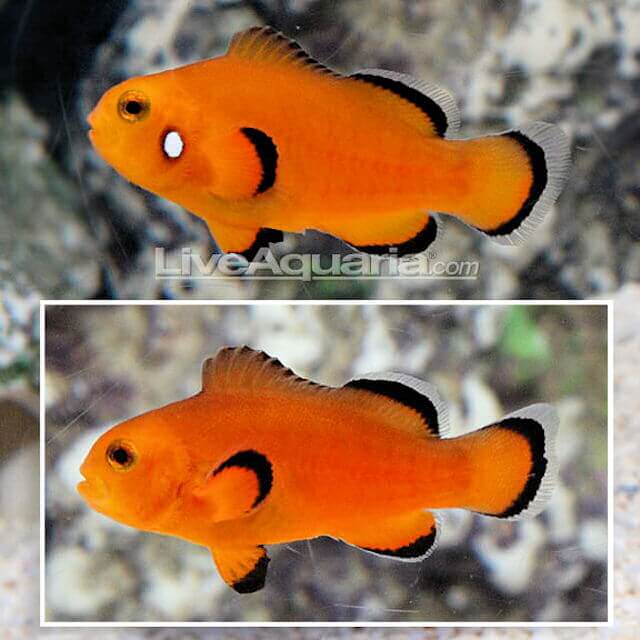 Amphiprion naked ocellaris