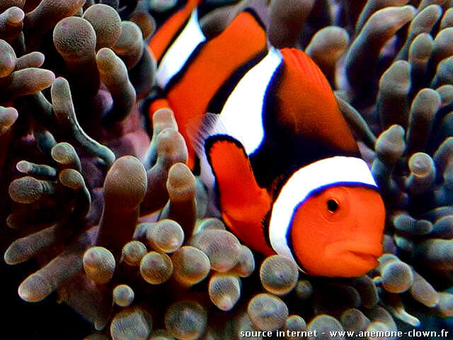 amphiprion onyx