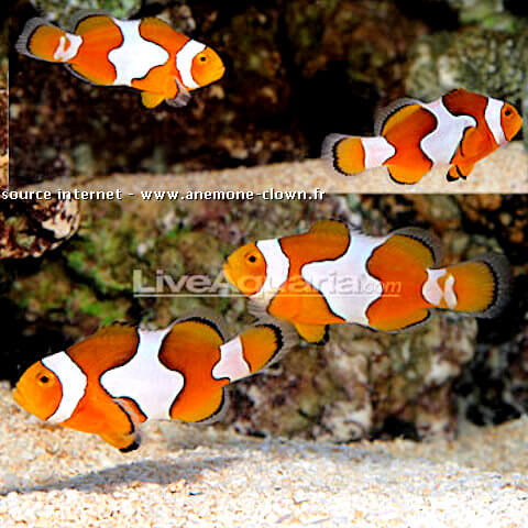 amphiprion picasso