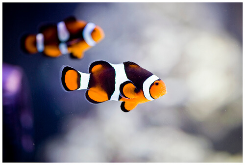 Amphiprion Sanjay Black Photon