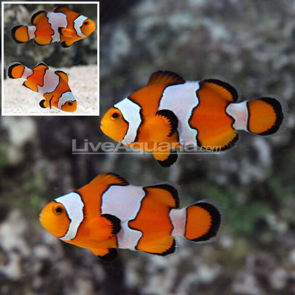 Amphiprion semi snowflake
