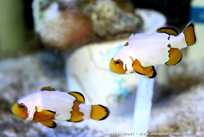 Amphiprion snow flake