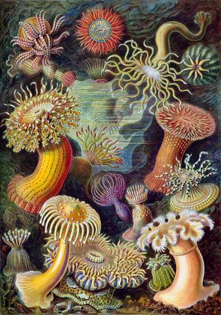 Actinies par Ernst Haeckel en 1904