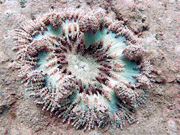 Heteractis aurora
