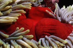 Heteractis magnifica en Egypte - Mer Rouge