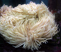 Heteractis malu blanche de grande taille