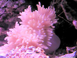 Heteractis malu rose
