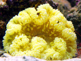 Macrodactyla doreensis jaune