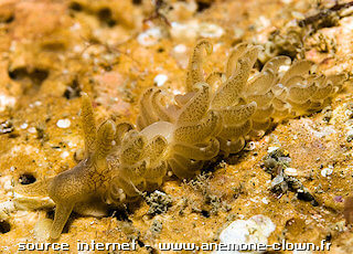 Spurilla neapolitana