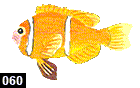 Amphiprion chagosensis