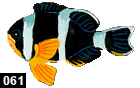 Amphiprion chrysogaster
