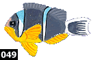 Amphiprion fuscocaudatus
