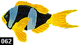 Amphiprion latifasciatus