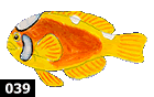 Amphiprion leucokranos